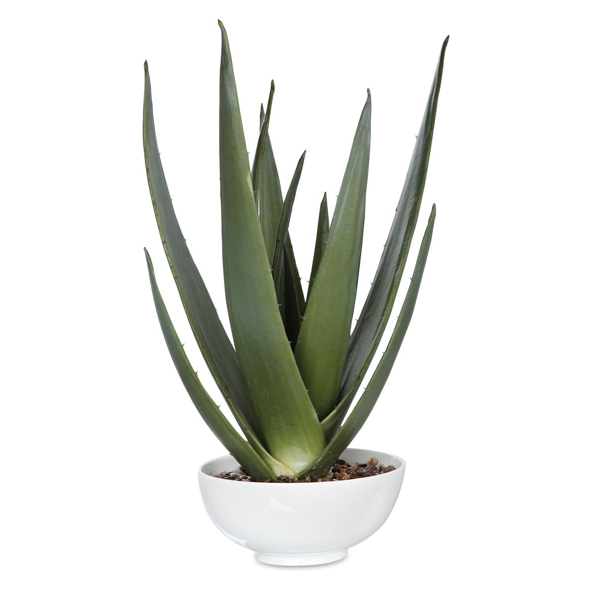 Picture of Evarado Aloe Planter