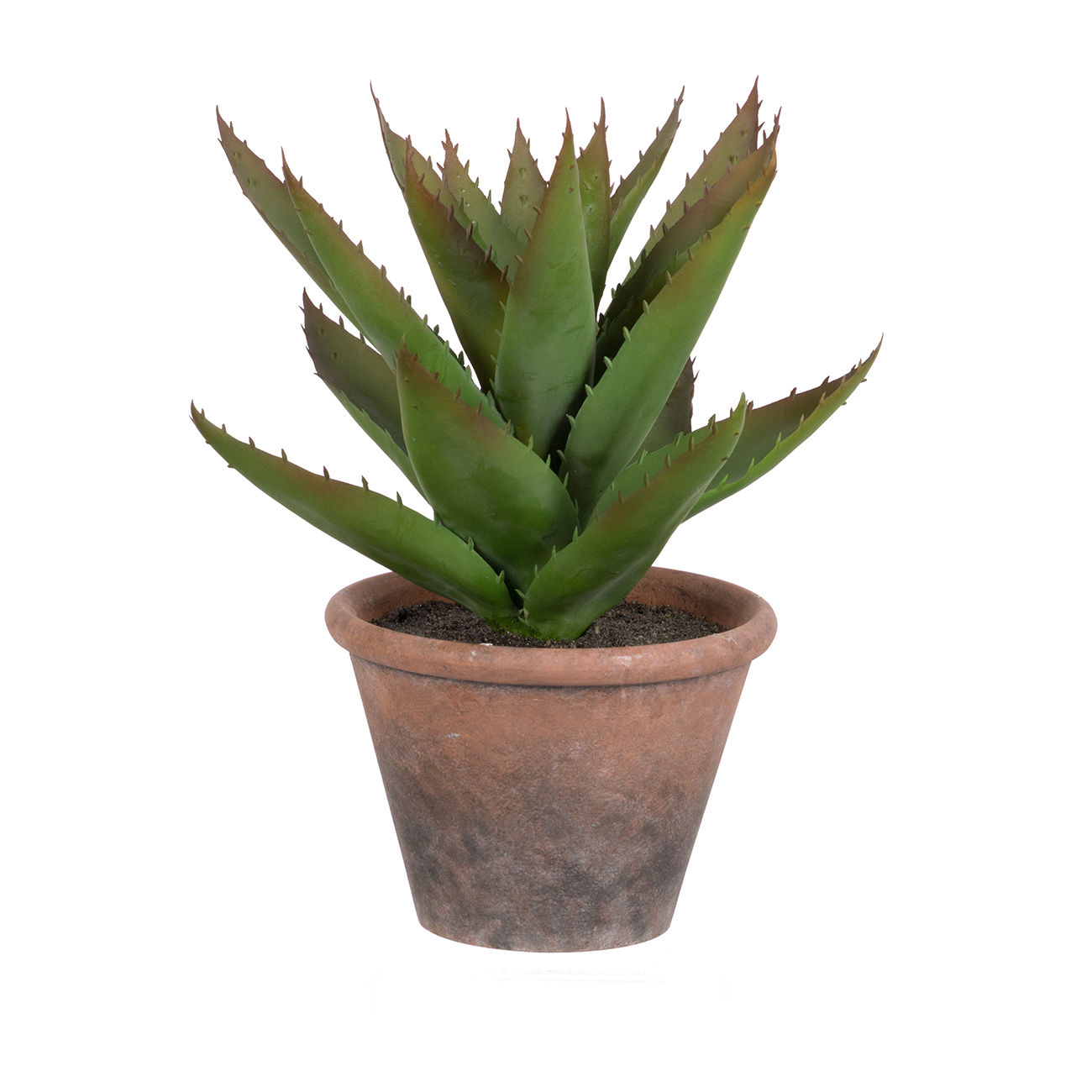 Picture of Potted Succulent