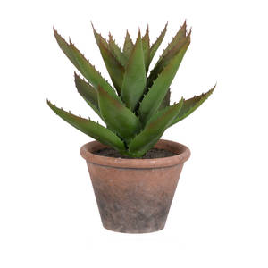 Picture of Potted Succulent