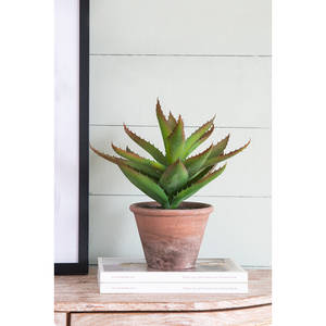 Picture of Potted Succulent