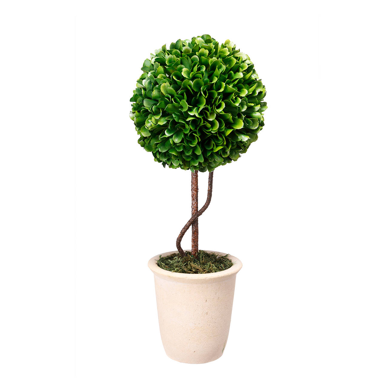 Picture of Boxwood Topiary