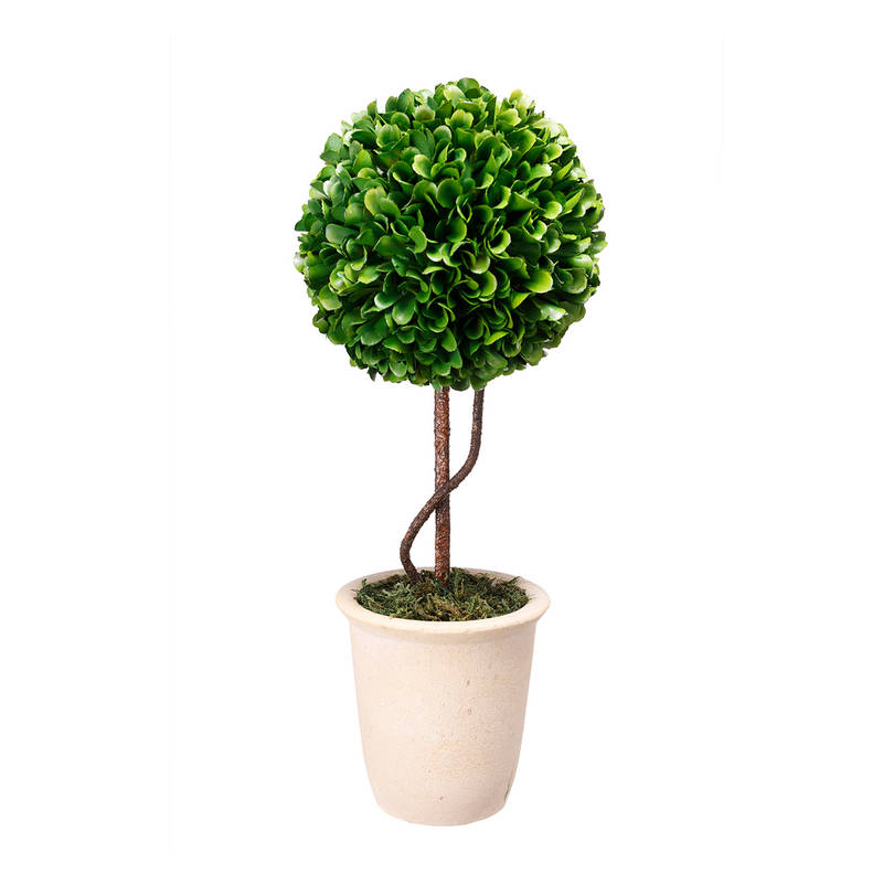 Picture of Boxwood Topiary