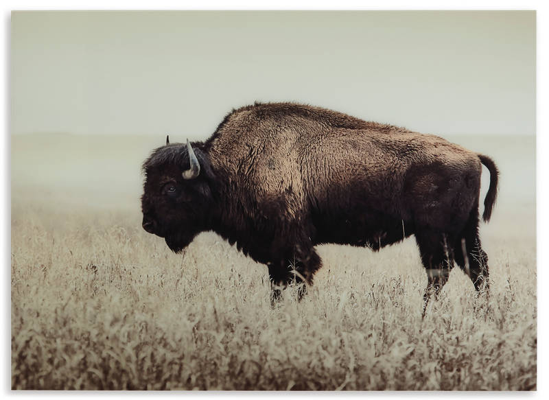 Picture of Brutus Wall Art