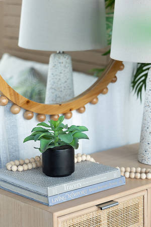 Picture of Potted Succulent