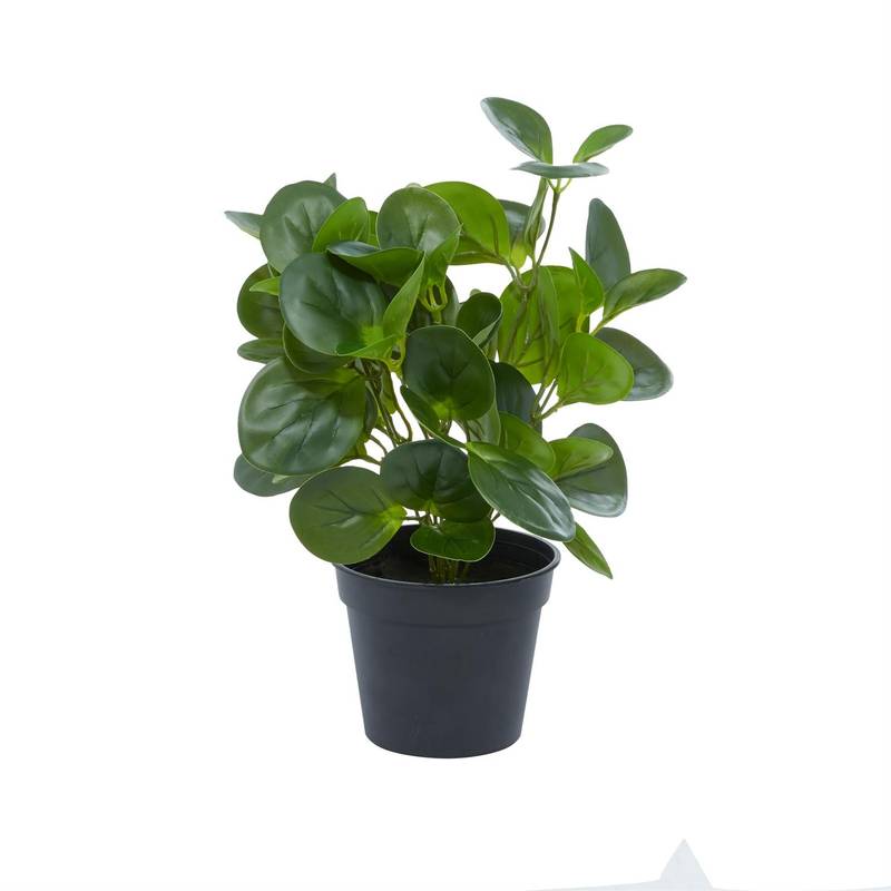 Picture of Faux Peperomia Plant