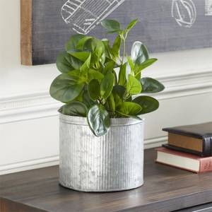 Picture of Faux Peperomia Plant