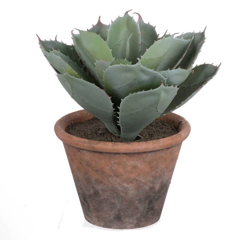 Picture of Potted Cactus