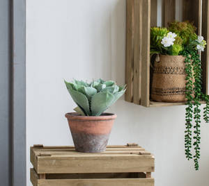 Picture of Potted Cactus