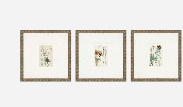 Picture of Antique Botanical I Wall Art Set 