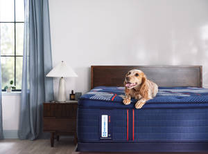 Picture of Albany II Soft Euro Pillowtop Twin XL Mattress